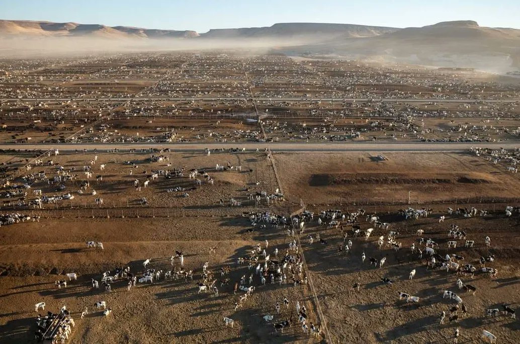 The scale of animal farming.