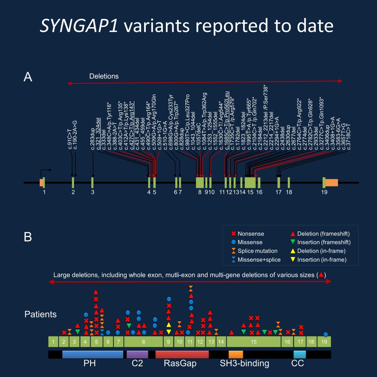 IngoHelbig's tweet photo. ...here is the blog post and updated #Epilepsiome gene page on #SYNGAP1 by @NatGinnGC https://t.co/jCvm6fO71m