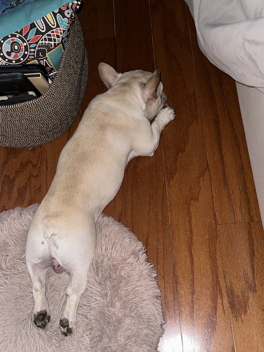 anara69's tweet photo. @CrumblCookies My babies🐶🐶🐶 https://t.co/KE7UU2oYGJ