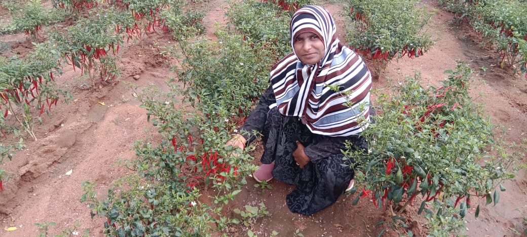 Horti_Athmakur's tweet photo. Today inspected AEP 1st year citrus (Sweet Orange)field, vegetables chilli field and Oilpalm plantation field at Mothkur Gundala mandal and suggested remedial measures to the farmers @Collector_YDR @ACLB_Yadadri @DYadadri @TSHORTI2 https://t.co/b1gMQcUomS
