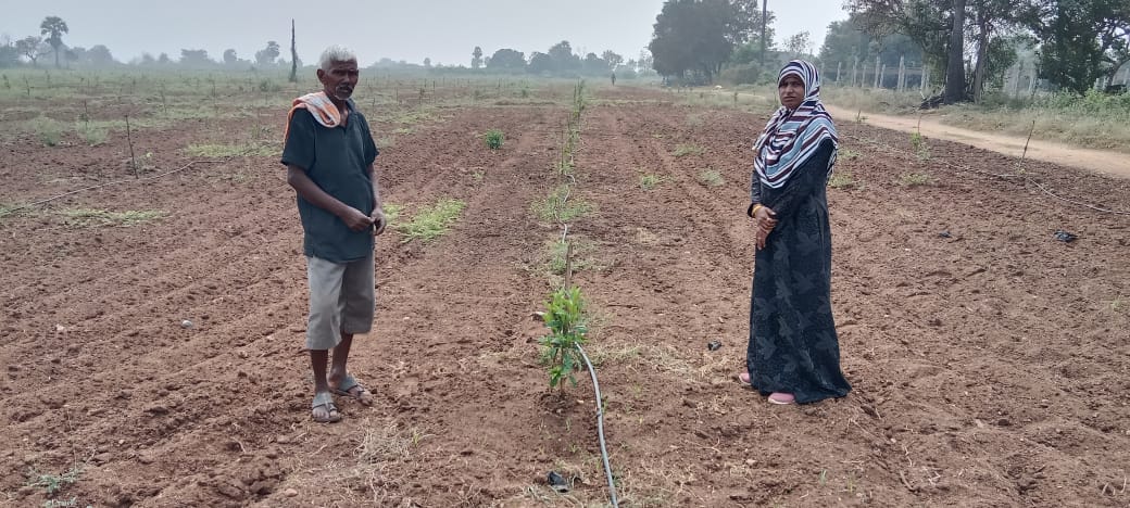 Horti_Athmakur's tweet photo. Today inspected AEP 1st year citrus (Sweet Orange)field, vegetables chilli field and Oilpalm plantation field at Mothkur Gundala mandal and suggested remedial measures to the farmers @Collector_YDR @ACLB_Yadadri @DYadadri @TSHORTI2 https://t.co/b1gMQcUomS
