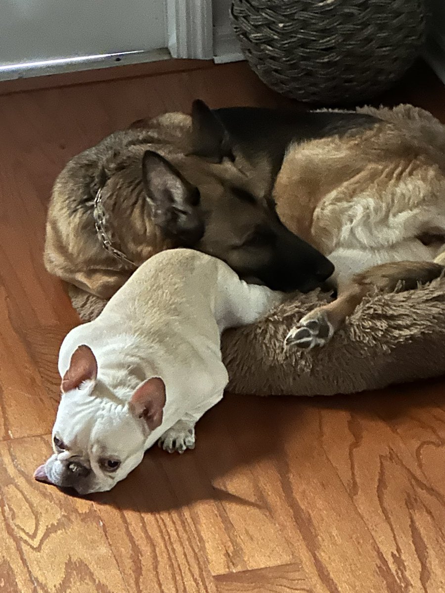 anara69's tweet photo. @CrumblCookies Love my dogs🥰🐶🐶 https://t.co/yBPP2PI8I7