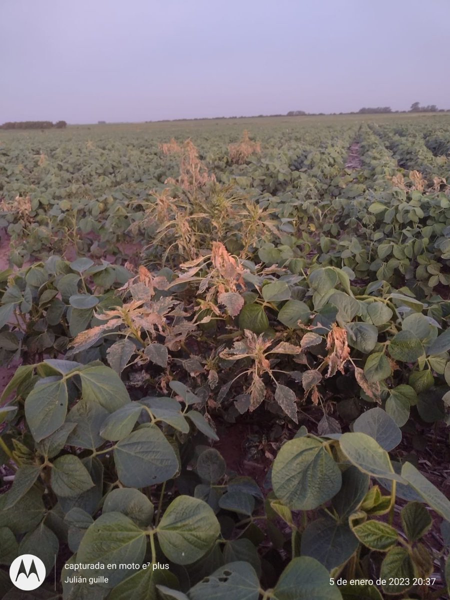 PiperEduardo's tweet photo. El fomesafen, como post emergente para yuyo colorado, es una BOMBA… siempre que tengas en cuenta alguna mezcla…
En este caso un “recetón”!!!
Flexstar GT+ Toke Plus+ Power Foil
@ALZ_Agro
#bioestimulantes
#tokeplus
#powerfoil
#smartfoil
#evolutio https://t.co/X3WcUER4vi