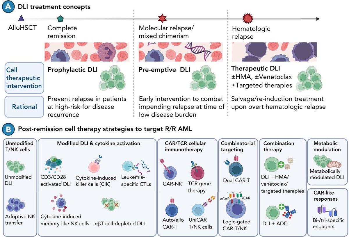 Alexander Biederstädt, MD (@abiederstadt_md) on Twitter photo Hot off the press: Our How I treat? article in @BloodJournal lays out promising new cell-based treatment strategies for AML post-alloHSCT. doi.org/10.1182/blood.… Thanks tons to Dr. Katy <a href="/lab_rezvani/">Katy Rezvani, M.D., Ph.D</a> for helping distill decades of transplanter experience for this manuscript. Hot off the press: Our How I treat? article in @BloodJournal lays out promising new cell-based treatment strategies for AML post-alloHSCT. doi.org/10.1182/blood.… Thanks tons to Dr. Katy <a href="/lab_rezvani/">Katy Rezvani, M.D., Ph.D</a> for helping distill decades of transplanter experience for this manuscript.