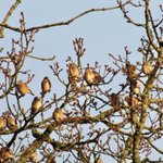 Photo by Linnet Conservation (@Team4Nature2)