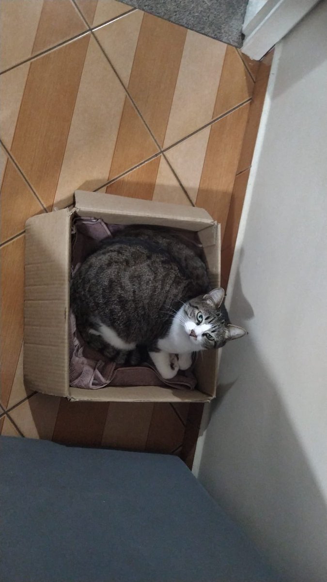 pollynaopocket's tweet photo. esse é o pior post que eu já fiz na minha vida. minha gata sumiu tem dois dias em Conceição de Macabu, quem puder compartilhar ou tiver qualquer informação, por favor, me ajude. estamos desesperados e ela é muito amada. por favor, ajudem https://t.co/Knb6UdnkoN