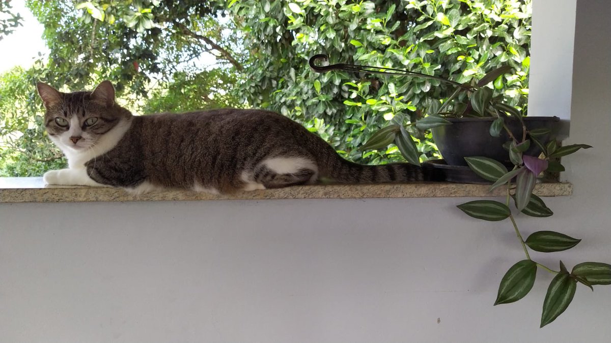 pollynaopocket's tweet photo. esse é o pior post que eu já fiz na minha vida. minha gata sumiu tem dois dias em Conceição de Macabu, quem puder compartilhar ou tiver qualquer informação, por favor, me ajude. estamos desesperados e ela é muito amada. por favor, ajudem https://t.co/Knb6UdnkoN