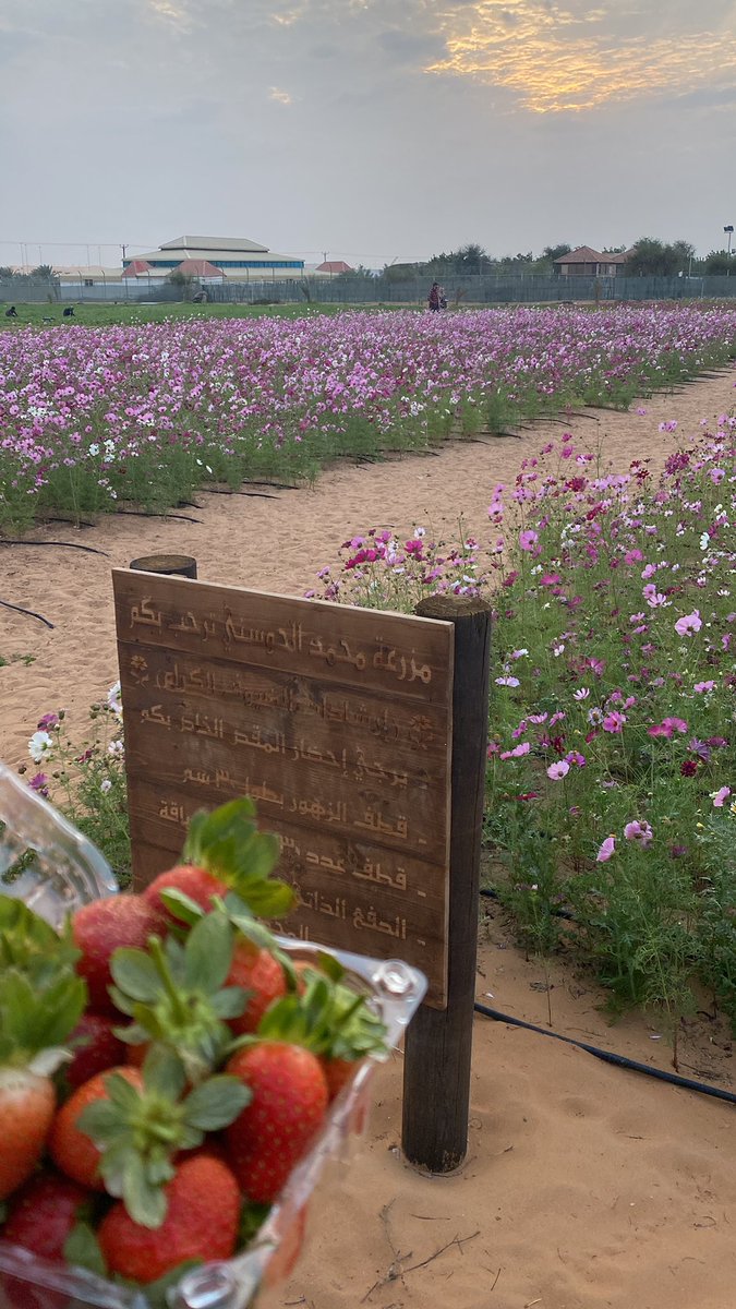 muna_alneyadi's tweet photo. مكان جميل لمحبي النباتات البريه 
المزرعة تستحق الزيارة و مكان يستمتع فيه الأطفال بقطف الزهور والفراوله والذرة الحلوة 👌🏼🌿🌷

مزرعة محمد الحوسني
https://t.co/xenLrHgXCV https://t.co/0WjsbVe5NV
