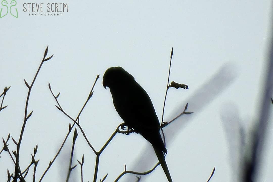 Ring Necked Parakeet, Flixton 02.01.23.
Love them or hate them these birds are simply stunning....
This one silhouetted against a grey sky added to the moody look, take look at that beak.
<a href="/FlixtonUrmston/">Love where you live</a> <a href="/UrmstonMeadows/">Urmston Meadows</a> <a href="/GMGreenCity/">GM Green City</a> @GroundworkGM <a href="/TCVManchester/">TCV Manchester</a> <a href="/CityofTreesMcr/">City of Trees</a>