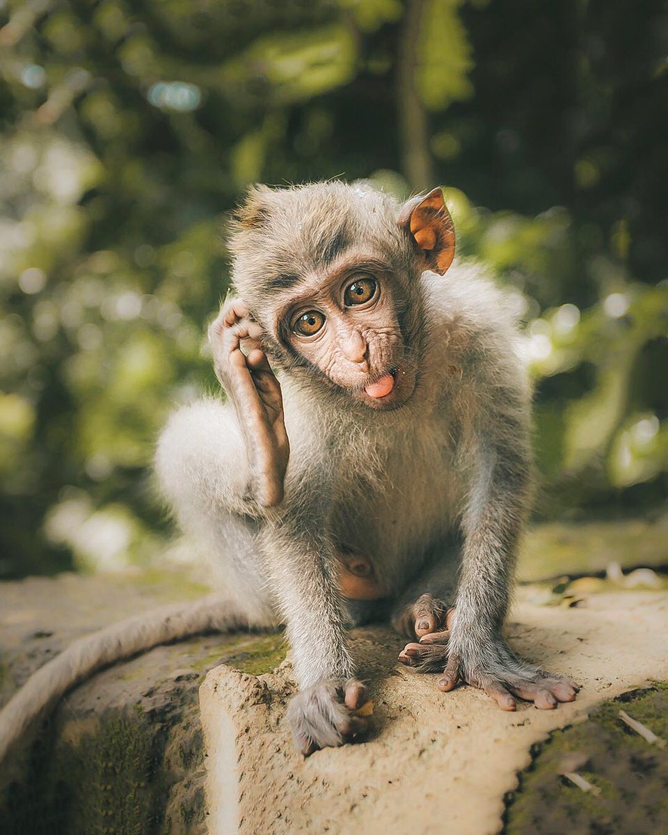 wonderfulid's tweet photo. ๐ might be the only fitting reaction for her cuteness. Shout out to (IG) @/kaulakea for capturing this cutie in Ubud Monkey Forest, Bali.
#ItstimeforBali
#WonderfulIndonesia https://t.co/h83HLqwU3Y