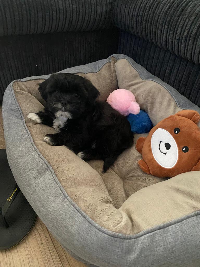HansManen's tweet photo. Dit is ons nieuwe familielid. https://t.co/WIpBkjLeX3