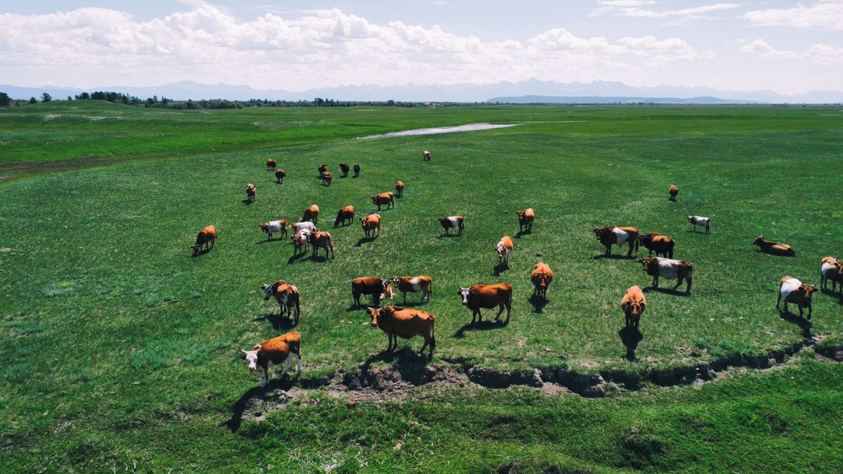 VLandMovement's tweet photo. There is a lot wrong with these images.

The exploitation of sentient beings are not the only animals who are suffering here. Animal grazing systems lay to waste biodiversity.

But we can change that by taking the land away from animal agriculture &amp; giving it back to the earth
🧵 https://t.co/jiY3AgKwR7