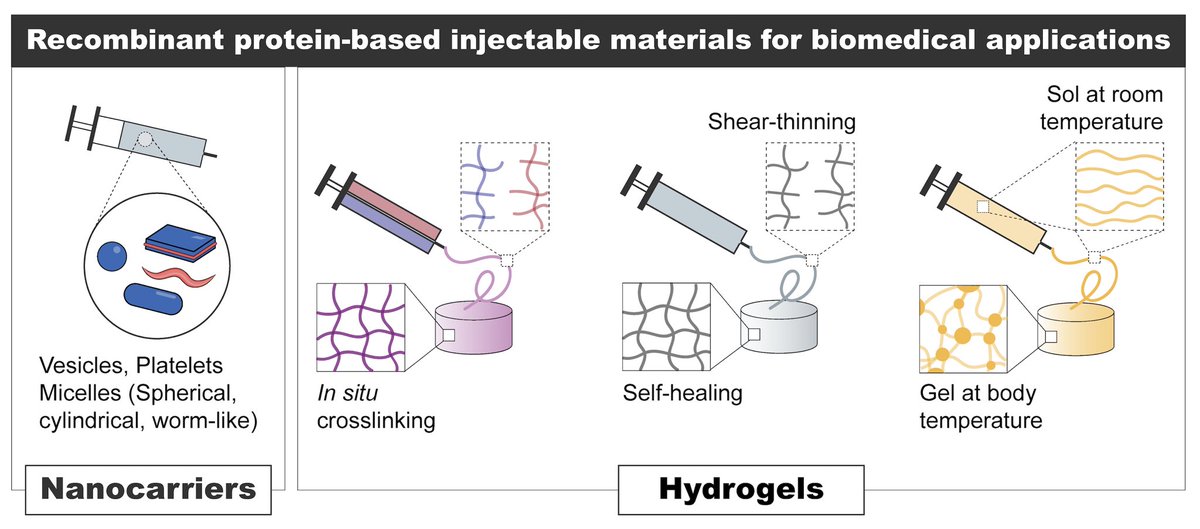Kiick Research Group (@kiicklab) on Twitter photo Check out our latest publication in Advanced Drug Delivery Reviews on recombinant protein-based injectable materials for biomedical applications. <a href="/udbme/">Biomedical Engineering @ UDEL</a> <a href="/udmseg/">Materials Science at UD</a> authors.elsevier.com/c/1gKU6,3sXTes… Check out our latest publication in Advanced Drug Delivery Reviews on recombinant protein-based injectable materials for biomedical applications. <a href="/udbme/">Biomedical Engineering @ UDEL</a> <a href="/udmseg/">Materials Science at UD</a> authors.elsevier.com/c/1gKU6,3sXTes…