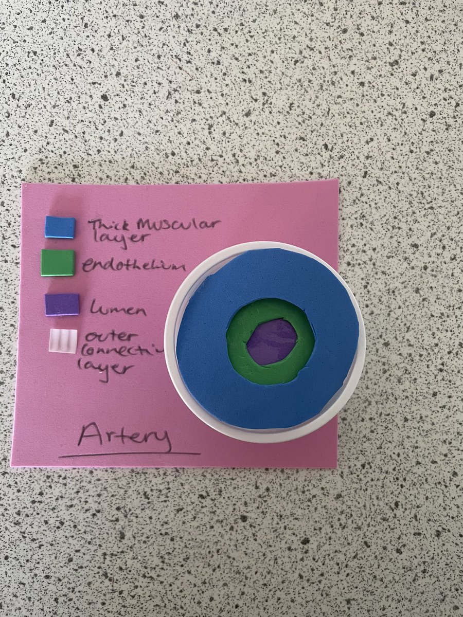 A very creative first few days back after the holidays with S1 making cell models and higher human practicing their vein and artery structure🎨 
<a href="/knoxacademy/">Knox Academy</a> <a href="/KnoxBiology/">Knox Biology</a>
