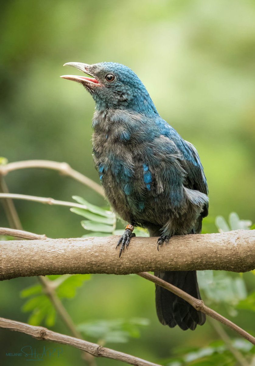 sharpfocus's tweet photo. Asian Fairy Bluebird.

Found in forests across tropical southern Asia, Indochina and the Greater Sundas.
There is marked sexual dimorphism. The male is vivid blue with large areas of black. This is the female in moult.
@chesterzoo #chesterzoo #zoo #birdphotography https://t.co/fnM49xVwUb