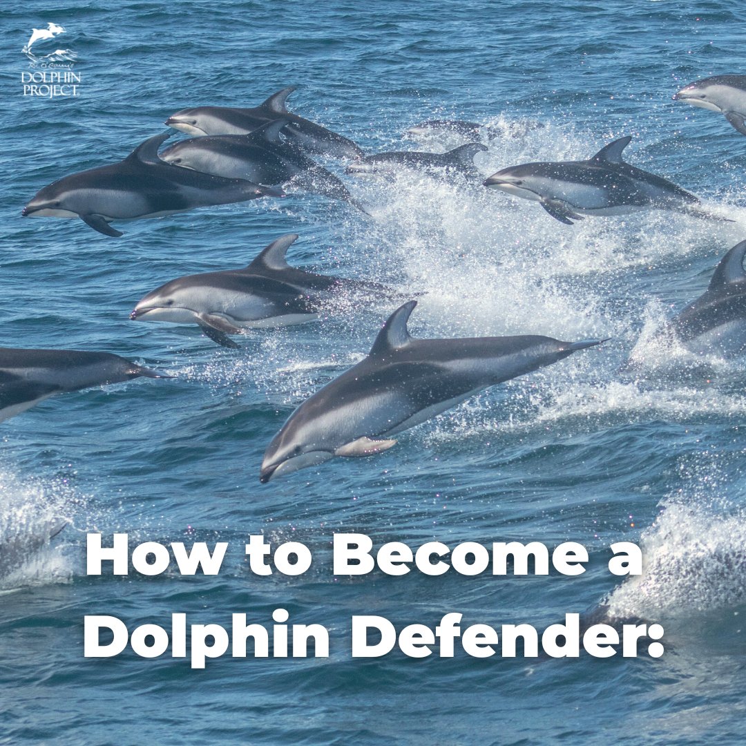 Dolphin_Project: Are you ready to help speak up for dolphins in 2023?
We've compiled a few easy steps to get started in advocacy and spreading awareness in your community: bit.ly/3X9BKMR 🌎🐬
#LetsProtectDolphinsTogether #DolphinProject