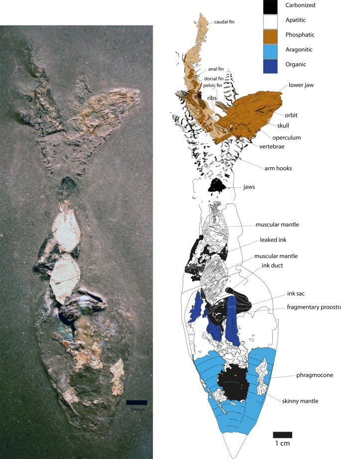 FossilBonanza's tweet photo. Although fantastic for ancient food web-reconstructions, animal-to-animal behaviors rarely fossilize. Here's a stunning example when a belemnoid broke the back of its prey but ended up suffocating in the anoxic waters.
#HabitatWeek #FossilFriday
https://t.co/bAtm47T8Zn https://t.co/JKz4i9PMJR