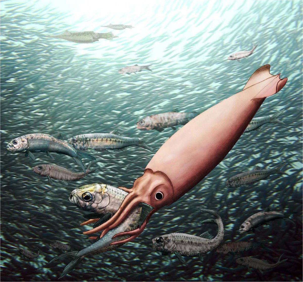 FossilBonanza's tweet photo. Although fantastic for ancient food web-reconstructions, animal-to-animal behaviors rarely fossilize. Here's a stunning example when a belemnoid broke the back of its prey but ended up suffocating in the anoxic waters.
#HabitatWeek #FossilFriday
https://t.co/bAtm47T8Zn https://t.co/JKz4i9PMJR