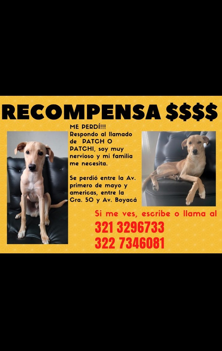 Seguimos en la búsqueda, ayúdanos por favor. #MacostasPerdidas #SeBusca #Bogotá #PuenteAranda #perrobuscafamilia