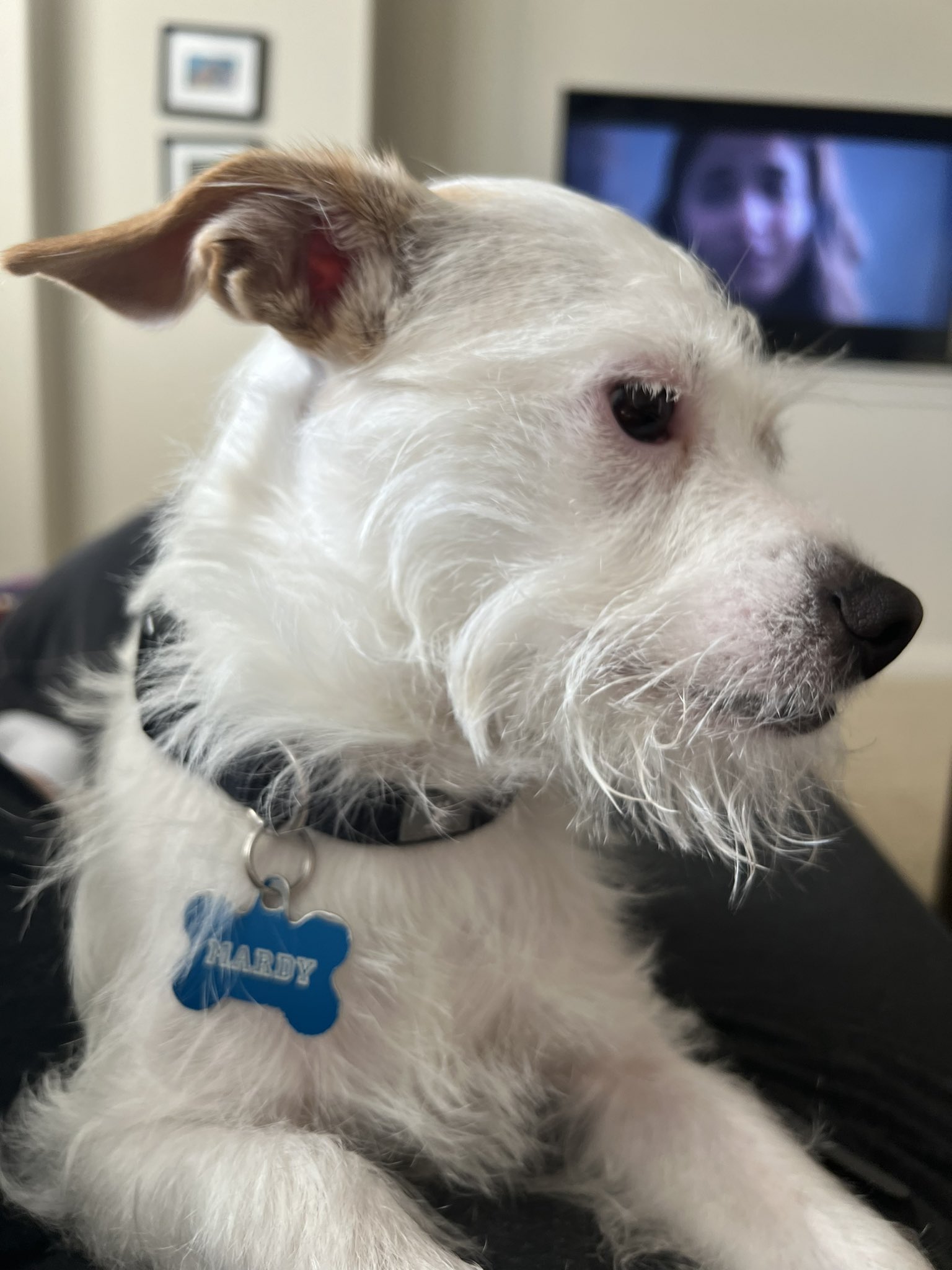 Happy birthday to alex turner but most importantly to my dog MARDY !!! why be 37 when you could be 3 ?????   