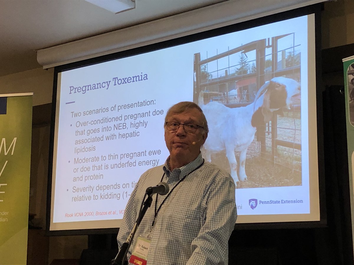 Dr. Robert Van Saun says monitoring blood glucose and ketones in goats (small ruminants) it could help identify pregnancy toxaemia @farmtario#GBFW23 #goatag