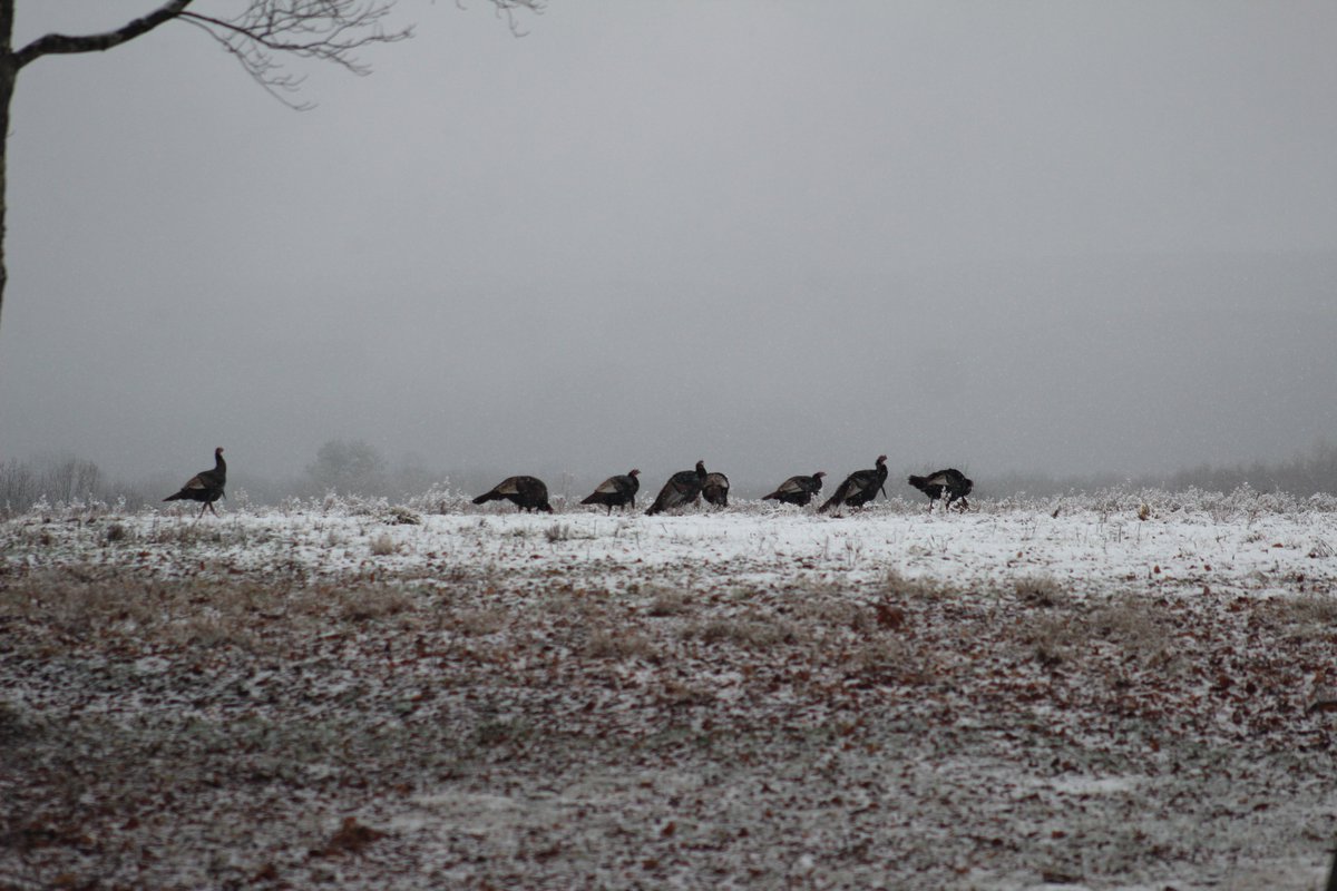 Keystone Elk Country Alliance tweet media