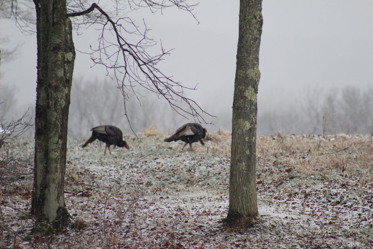 Keystone Elk Country Alliance tweet media