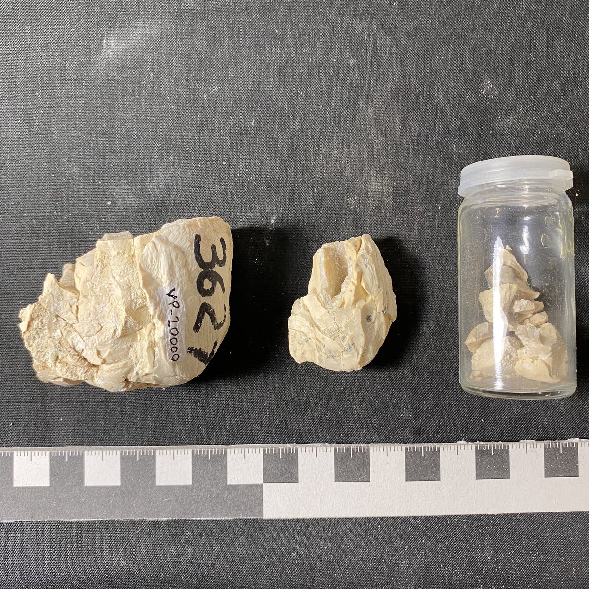 We did it! Thanks to a grant from <a href="/US_IMLS/">IMLS</a> to work on material from Minium Quarry, we’re starting our year by breaking 20,000 cataloged specimens in our vertebrate paleontology collection. Say hello to FHSM VP-20000: a fragmentary fossil rhino tooth! #FossilFriday