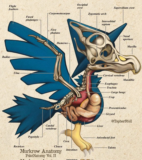 Birds of Johto 