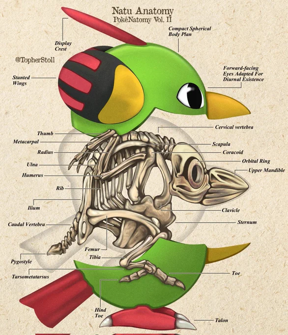 Birds of Johto 