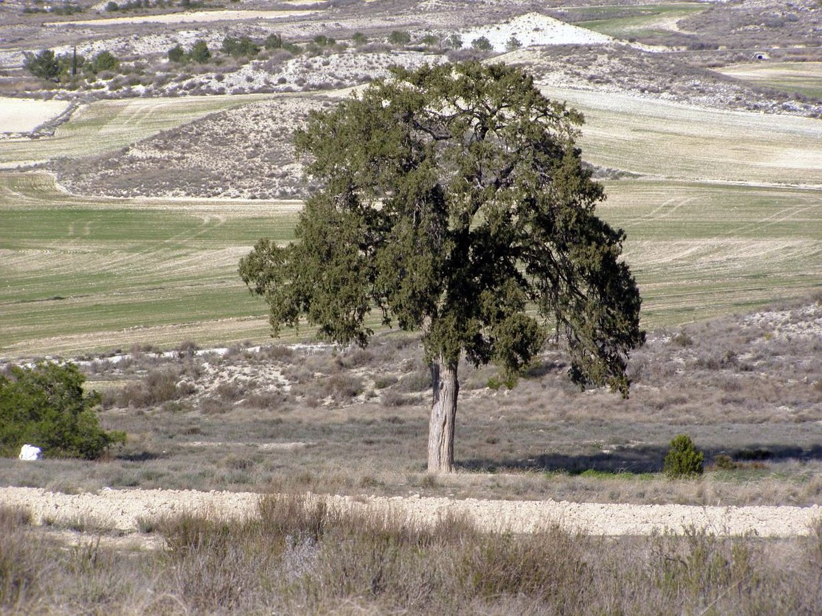 arboles_magicos's tweet photo. La sabina de Villamayor de Gállego es un árbol singular o monumental de Juniperus thurifera o sabina albar, que se calcula de una edad aproximada de cerca de dos mil años, localizado en la población española del mismo nombre en Aragón. 
Restos del bosque hispano perdido. https://t.co/hLwtKP37OO