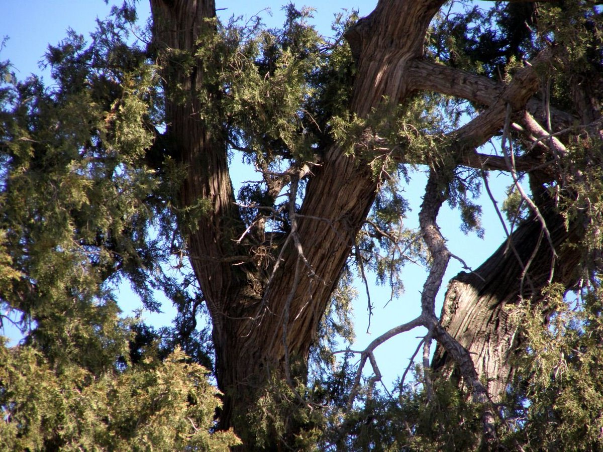 arboles_magicos's tweet photo. La sabina de Villamayor de Gállego es un árbol singular o monumental de Juniperus thurifera o sabina albar, que se calcula de una edad aproximada de cerca de dos mil años, localizado en la población española del mismo nombre en Aragón. 
Restos del bosque hispano perdido. https://t.co/hLwtKP37OO