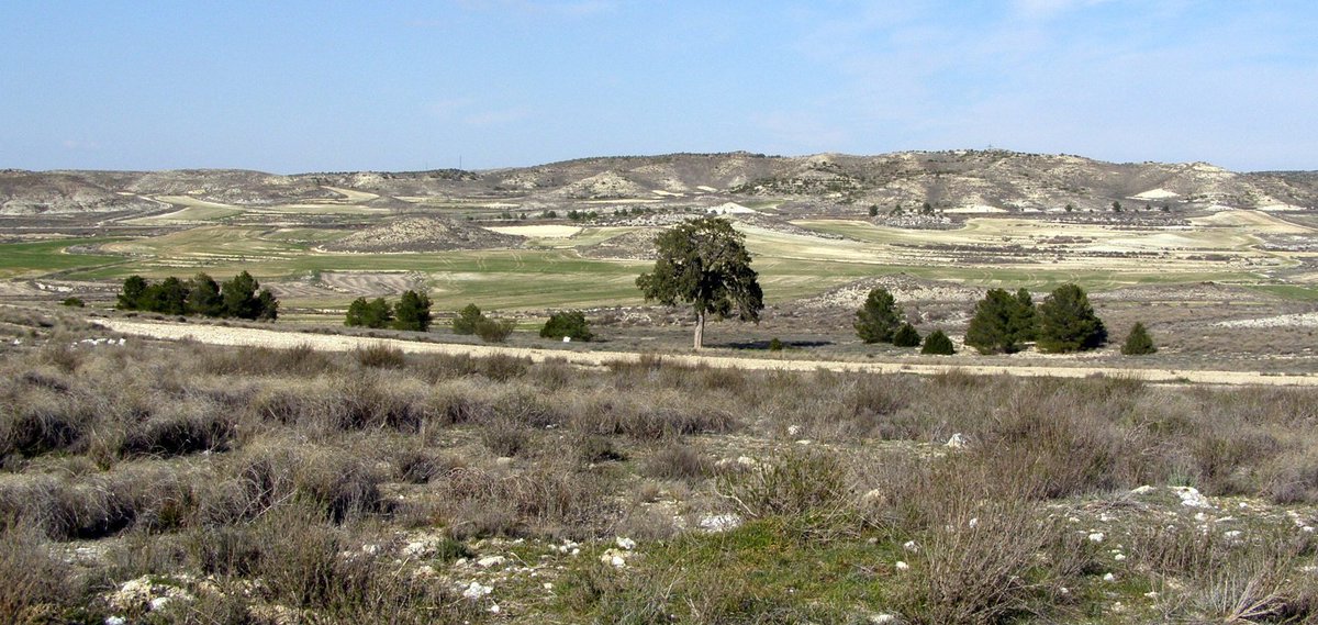 arboles_magicos's tweet photo. La sabina de Villamayor de Gállego es un árbol singular o monumental de Juniperus thurifera o sabina albar, que se calcula de una edad aproximada de cerca de dos mil años, localizado en la población española del mismo nombre en Aragón. 
Restos del bosque hispano perdido. https://t.co/hLwtKP37OO