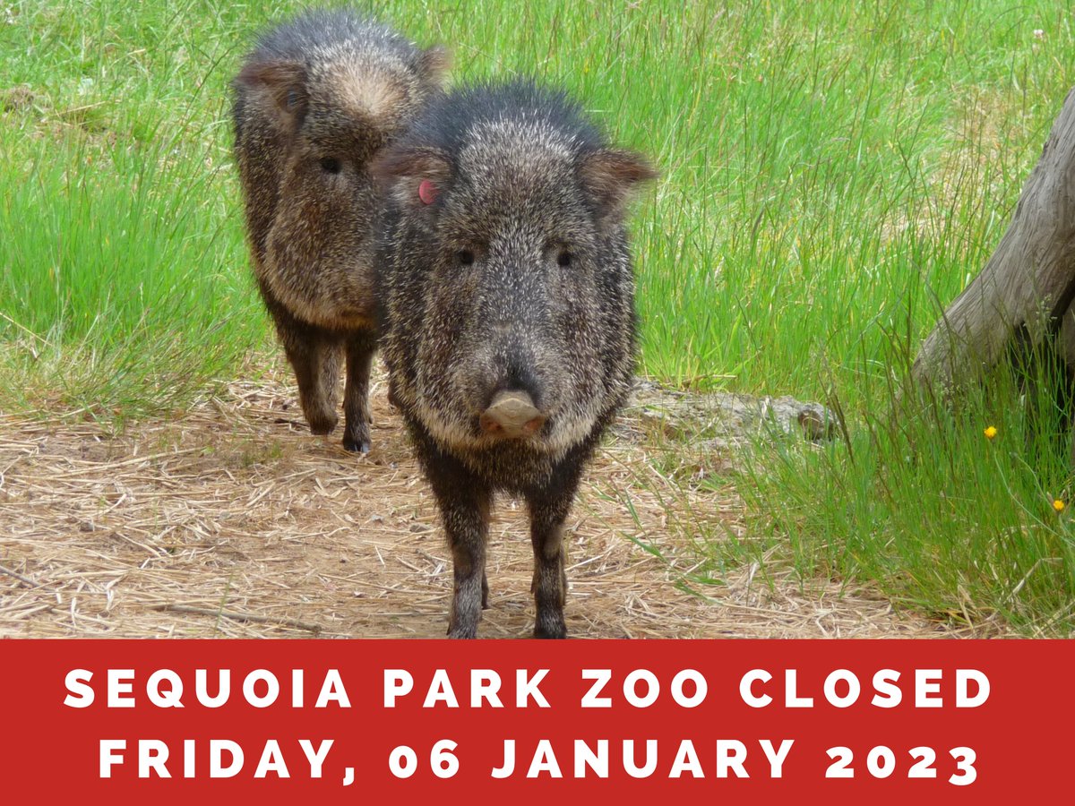 SequoiaParkZoo (@sequoiaparkzoo) on Twitter photo ZOO CLOSED: The <a href="/SequoiaParkZoo/">SequoiaParkZoo</a> and Redwood Sky Walk are both CLOSED today, Friday, 06 January 2023 due to adverse weather conditions and clean up. All animals and staff are safe, secure, and well! Please check back tomorrow for a status update. #Humboldt #Eureka #Zoo #Animals ZOO CLOSED: The <a href="/SequoiaParkZoo/">SequoiaParkZoo</a> and Redwood Sky Walk are both CLOSED today, Friday, 06 January 2023 due to adverse weather conditions and clean up. All animals and staff are safe, secure, and well! Please check back tomorrow for a status update. #Humboldt #Eureka #Zoo #Animals