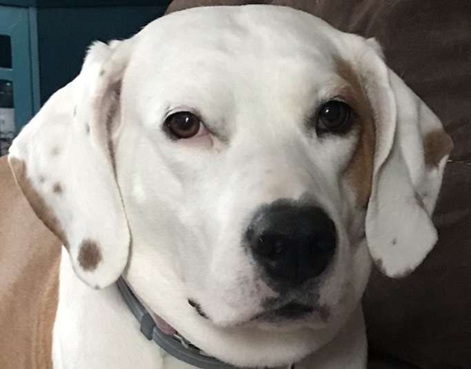 MuchPlush's tweet photo. 🐶Dog Customs Open!🐶

I’m opening 1-2 slots for some dog customs! If you’re interested in getting a mini version of your pup please send me a DM! Prices vary depending on complexity. https://t.co/MEGOtyC4yT