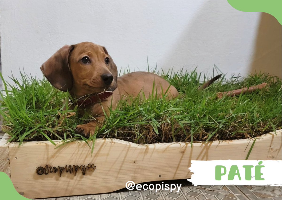 Ecopispy's tweet photo. Paté se portó muy bien y pidió a los reyes magos para su box ecológico con césped natural 💚🤩

#EcoLove💚 #EcoPispy #ComunidadEcoPis #BandejaSanitaria #reyesmagos #teckel #paraguay https://t.co/4KvN8KGLGu