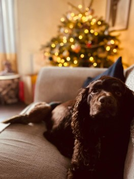 millypod1's tweet photo. FIN HOME SAFE. THANKS FOR RT's 😊🐕🐾
🆘3 JAN 2023 #Lost FIN #ScanMe
Chocolate Brown Cocker Spaniel Male
Walking him in fields, chased something and disappeared #Halsinger #EX33
nr by #Braunton #Devon
https://t.co/Kn2WupQ6uw https://t.co/Mmv9Jlq6gw