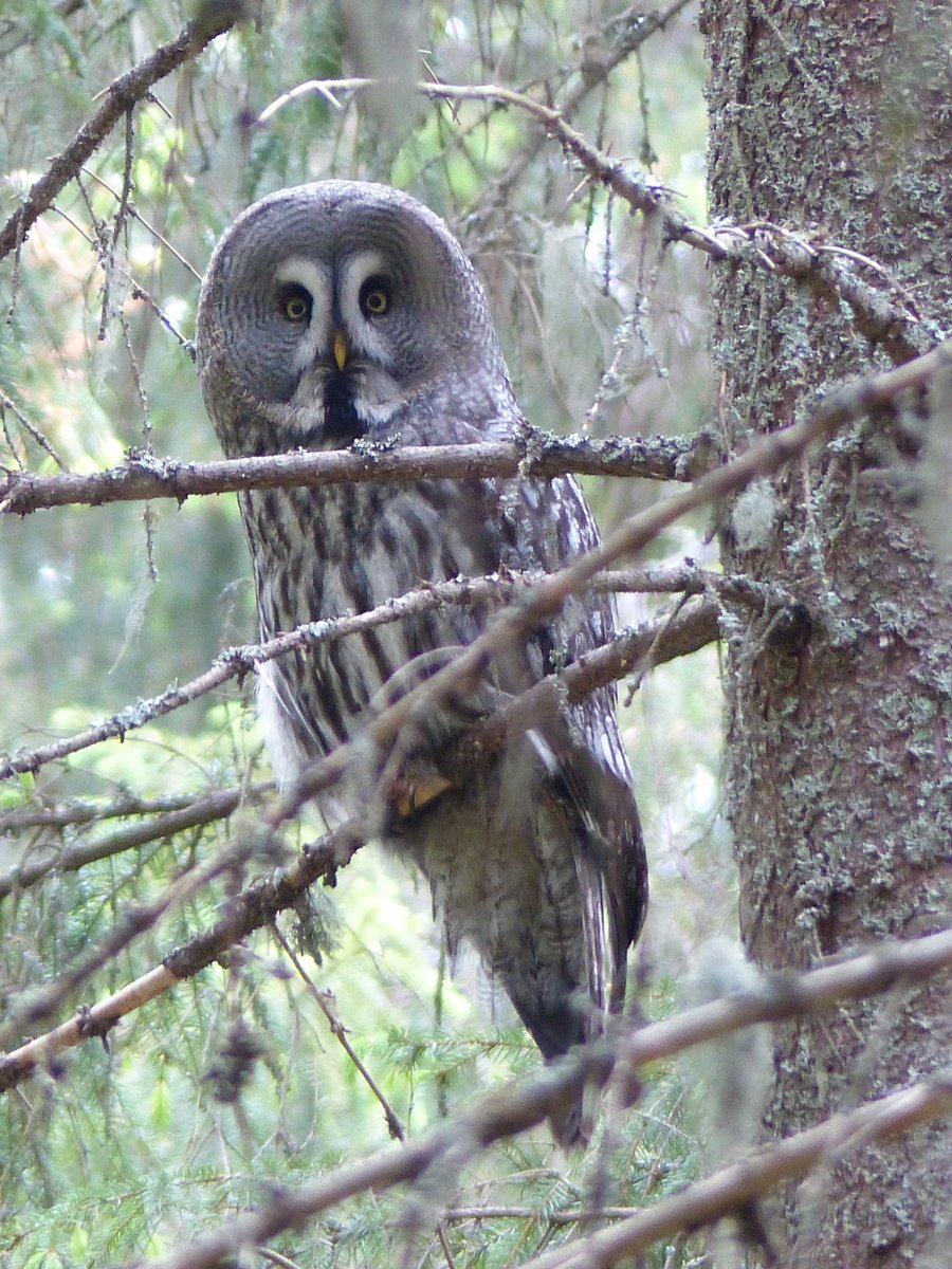 biggesttwitch's tweet photo. Which of these two owls would be best for your #FridayFeeling ? 
Great Grey Owl or Hawk Owl?
Let us know in your comments below
#owls #owlphotography #TwitterNatureCommunity #TwitterNaturePhotography #BirdsOfTwitter #birdphotography #birds #nature #NatureBeauty https://t.co/u4I64maGcU