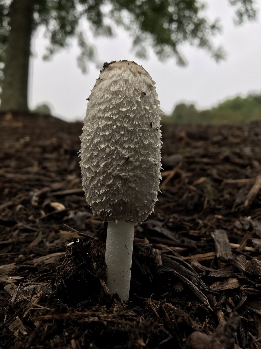 omg i saw one of these at purchase a few years ago and never knew what it was til now