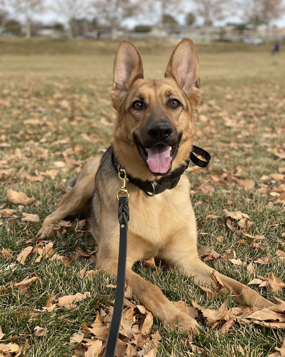 Suburban_K9's tweet photo. This handsome boy is named Shark!
He is training with us in our Board and Train Program in Las Vegas, Nevada!
Who else love Shepherds??
#SK9 #SuburbanK9 #DogTrainers #DogTraining #LasVegasDogTraining #DogBootCamp #InHomeDogTraining https://t.co/URsyzqrxFX