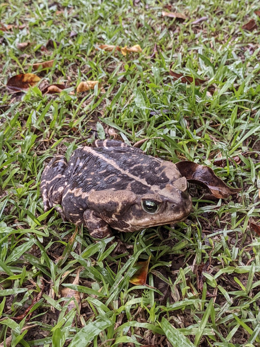 Biogaropaba🌱| Animais e plantas de Garopaba-SC tweet media