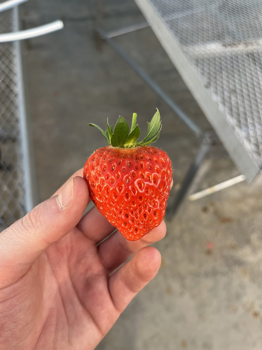 Spent the last few days processing my first big harvest, I’m making the whole lab smell like strawberries and nobody is complaining!