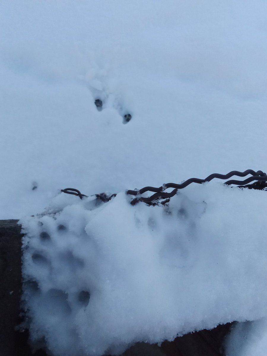 CATARMY1111's tweet image. #2Cute #CatArmy #CatPrints 🗝️🐾👁️💯🐈‍⬛🖤🐾🐾🐾 Where'd you go?