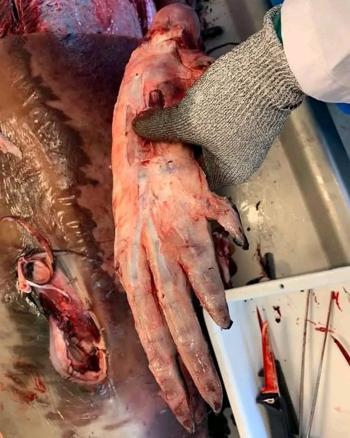 LAstrociencia's tweet photo. Por increíble que parezca: Las Ballenas tienen manos 🤯🤯

Te cuento la información en el hilo. https://t.co/Q8ejz6J5Ak