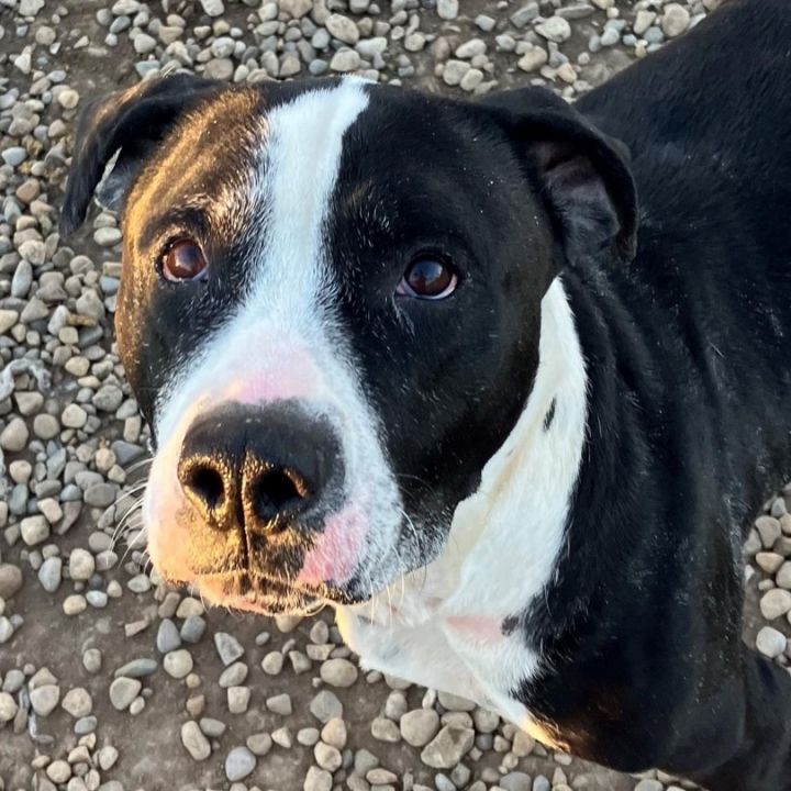 WE ARE OUT OF KENNELS AND OUT OF SPACE FOR CRATES! WE NEED ADOPTERS! Hello! My name is Panda. I am the best gal! I am around 7 years old and 65 pounds. I am very friendly and sweet. Come meet me!