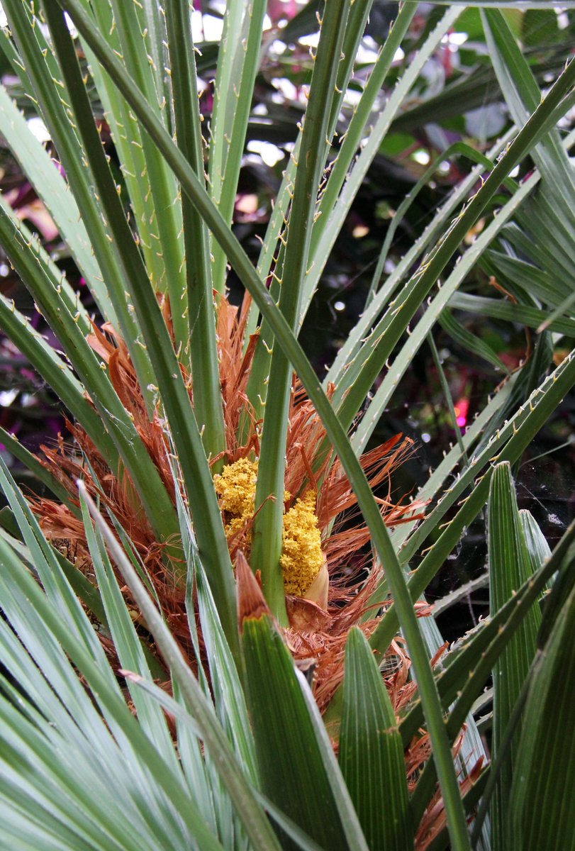 RBGCanada's tweet photo. π¨ Unique bloom alert! European Fan Palm (Chamaerops humilis) is now blooming in the Mediterranean Garden. Hidden behind the leaf stems is a large cluster of bright yellow flowers.
#RBGblooms #EuropeanFanPalm #RBGCanada #HamONT #BurlON https://t.co/OpgR4tg3OS