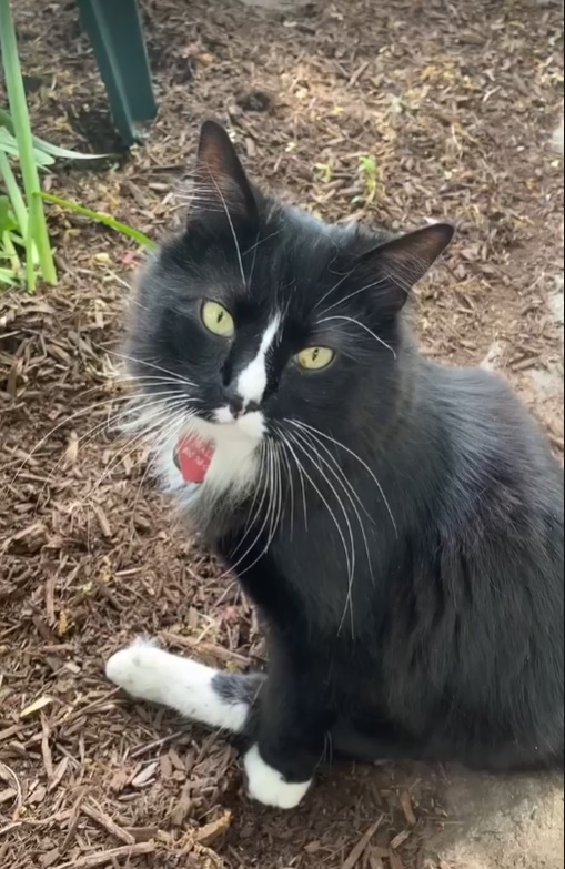 Meet Rudder! Rudder's guardian donated $25 or more to have a feature on our Virtual Donor Wall. 

You can show off your companion on our website at thecfal.org/virtual-donor-… with your donation of $25 or more as well. Visit our website for details!

Share your beloved pets with us!