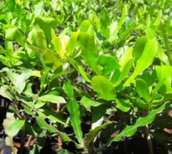 CultioNurseries's tweet photo. At Cultio Nurseries, We propagate high-yielding grafted seedlings of: Hass avocados, Macadamia, Tissue culture bananas, Tree tomatoes, Purple passion, Pixie oranges, Washington oranges, Coffee, Apples &amp; Dragon fruits.https://t.co/0FC6E673ht https://t.co/Z66IRfgwpM