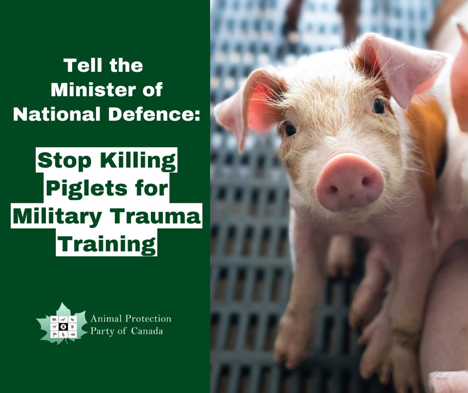 A new APPC investigation exposes the cruel, wasteful and dangerous use of piglets for “live tissue training” by the Department of @NationalDefence . Learn more: defenceless.ca #Canada #animalresearch #animalcruelty #banlivetissuetraining #Defenceless #TraumaticTraining