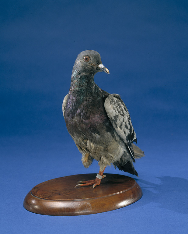 NsamProject's tweet image. Cher Ami, a Black Check carrier pigeon. 1/600 birds owned/flown by the U.S. Army Signal Corps stationed in France during WWI, delivered several messages at Verdun. On his last mission, he was shot but returned to his loft w/ a message from his wounded leg. lnkd.in/e9qjhf6k